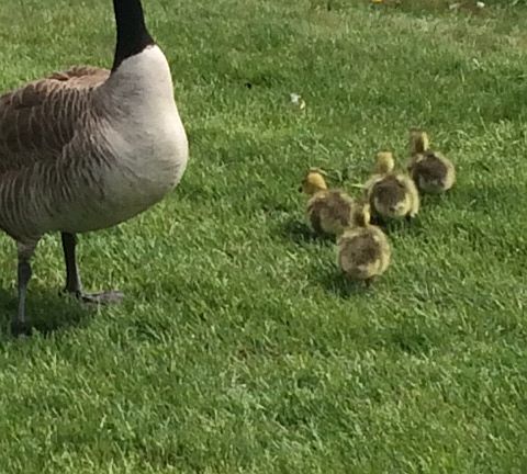 Babies