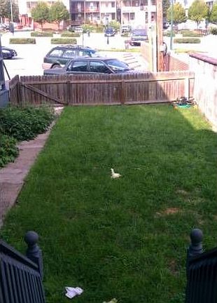 Rear yard