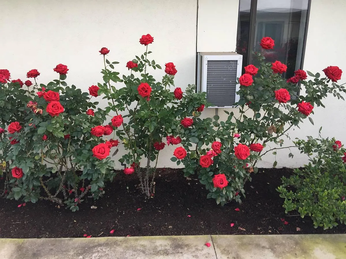 1 bed, 550 sqft, $2,050 — Photo 4