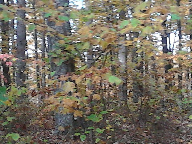 2nd image of LOT 29 Parkstown Rd