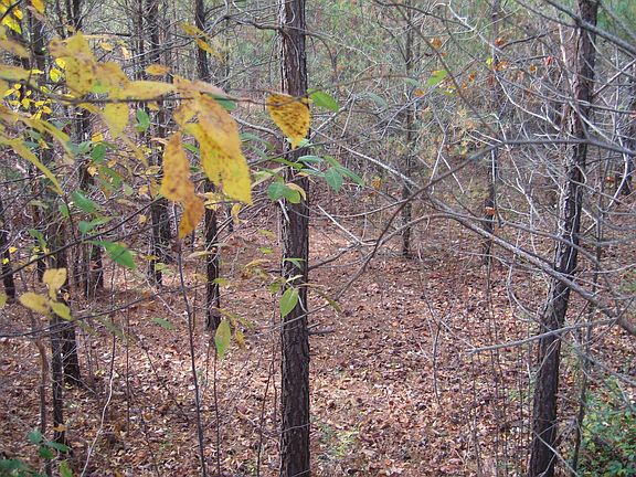Lots of trees in back of lot!