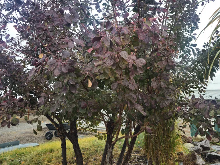 Pocahontas Rd — Photo 37