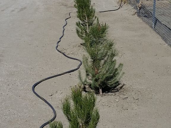 24 Trees planted