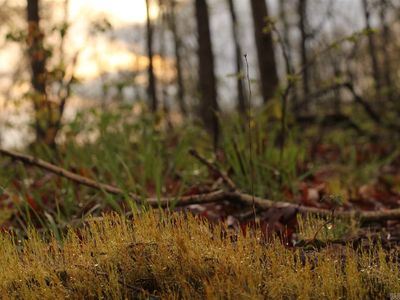 (Undisclosed Address), Mountain View, AR, 72560