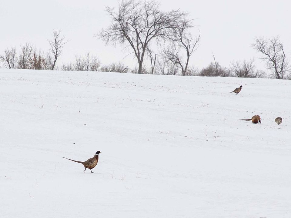 County Road 6, Britton, SD 57430 Zillow
