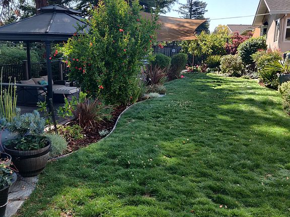 Lawn in back yard