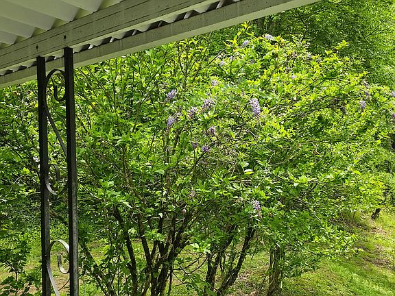 Wisteria from deck
