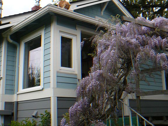 Wisteria at back porch and deck