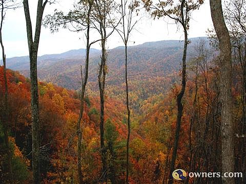 view from kitchen and back deck