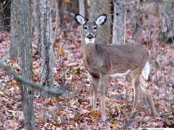 119 Tumbleweed Dr, Long Pond, PA 18334