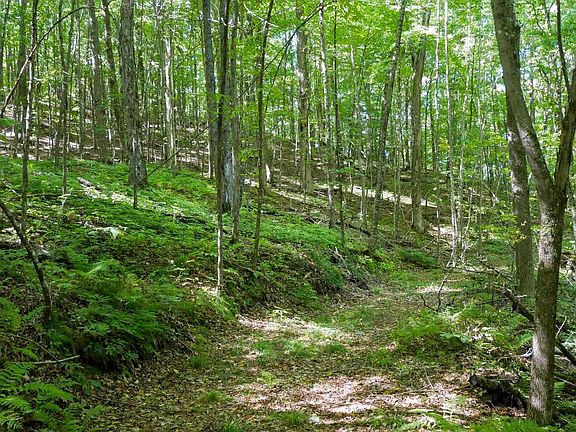 5th image of 34.34 Acres BRUSH CREEK ROAD