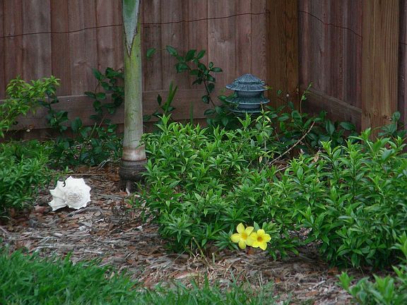 East Side of Front Garden