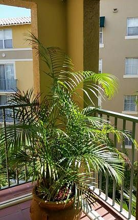 2nd image of 720 S Sapodilla Ave APT 409