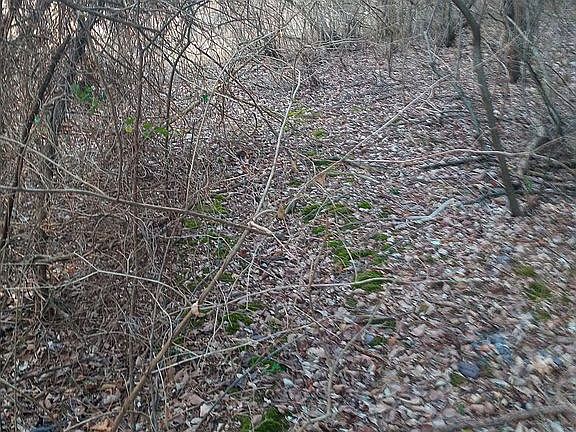 2nd image of Pinewood Dr