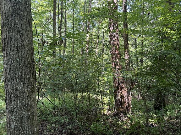 3rd image of LOT 5 Blair Creek Rdg