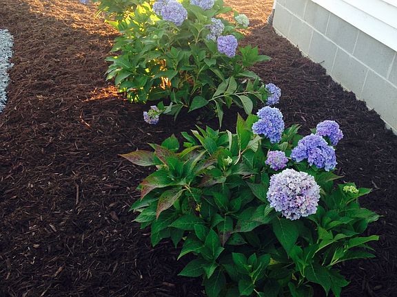 Landscaping - Driveway Side