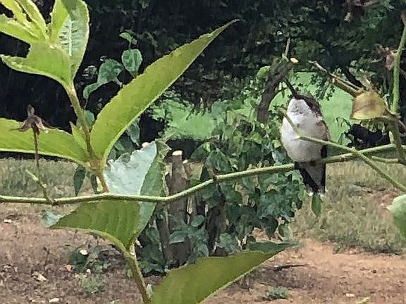 Hummingbird visits each year