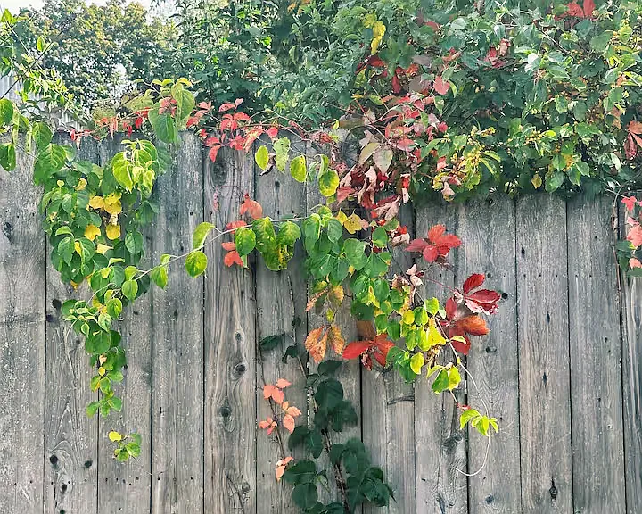 Sterling Pl — Photo 27
