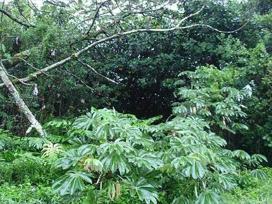 2nd image of Pohaku Cir Lot 8379