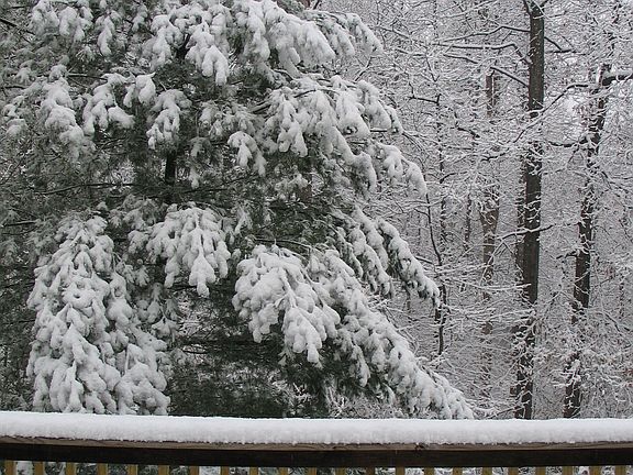 View from the Back Deck