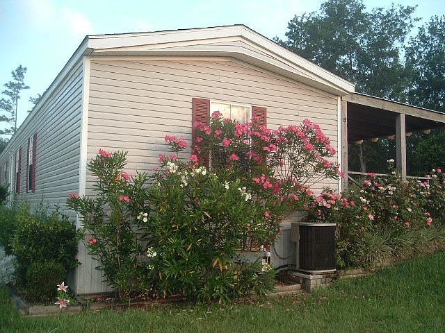 Roses & back deck