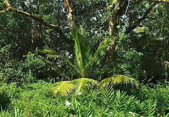 4th image of Malama St Lot 33