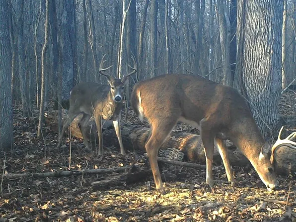 0 State Route 810 N Lot Wp004, Kuttawa, KY 42055