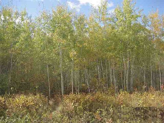 Nicely Wooded