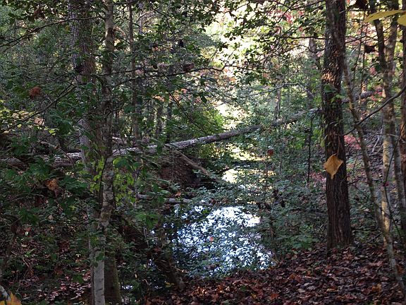 View of pond from garden