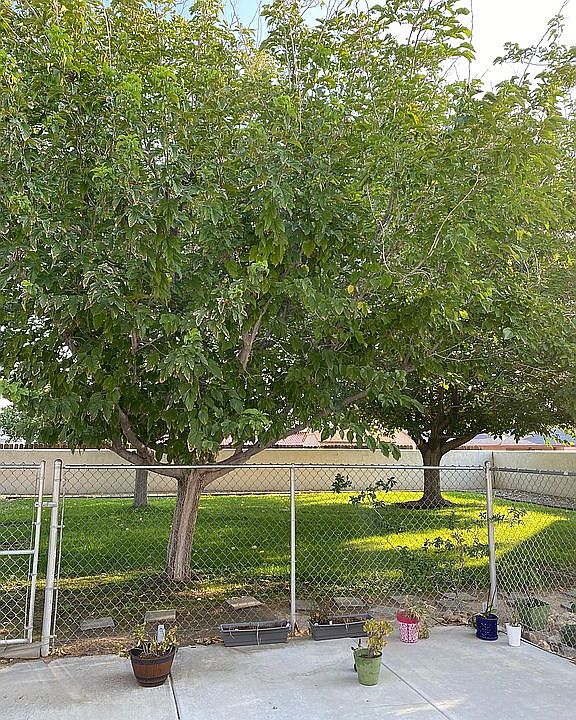Huge shady backyard 
