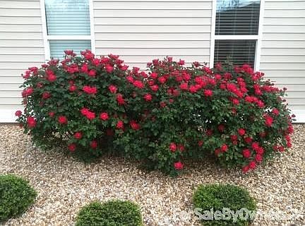 Knockout Roses
						:
						West side. River rock beds