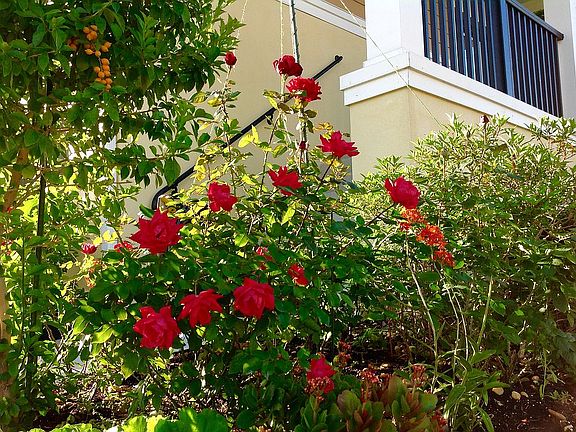 Let's plant some roses!