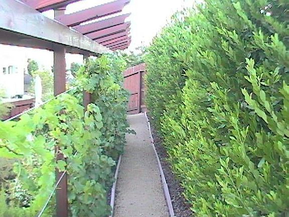 Grape Trellis