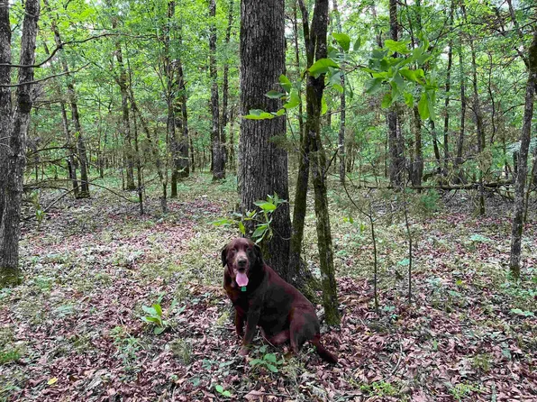 (undisclosed Address), Gillham, AR 71841