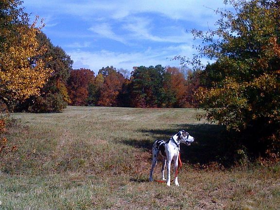 3rd image of 35 Shoal Creek Xing #0