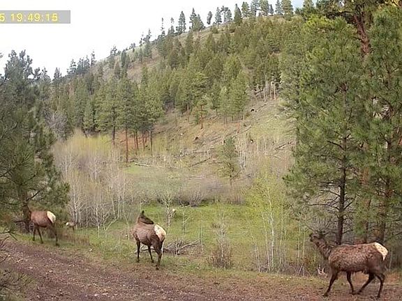 2nd image of TRACT One Bull Gln