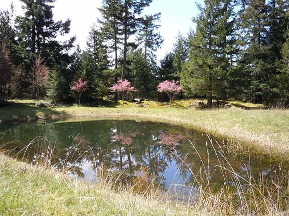 Ponds with flowering tree