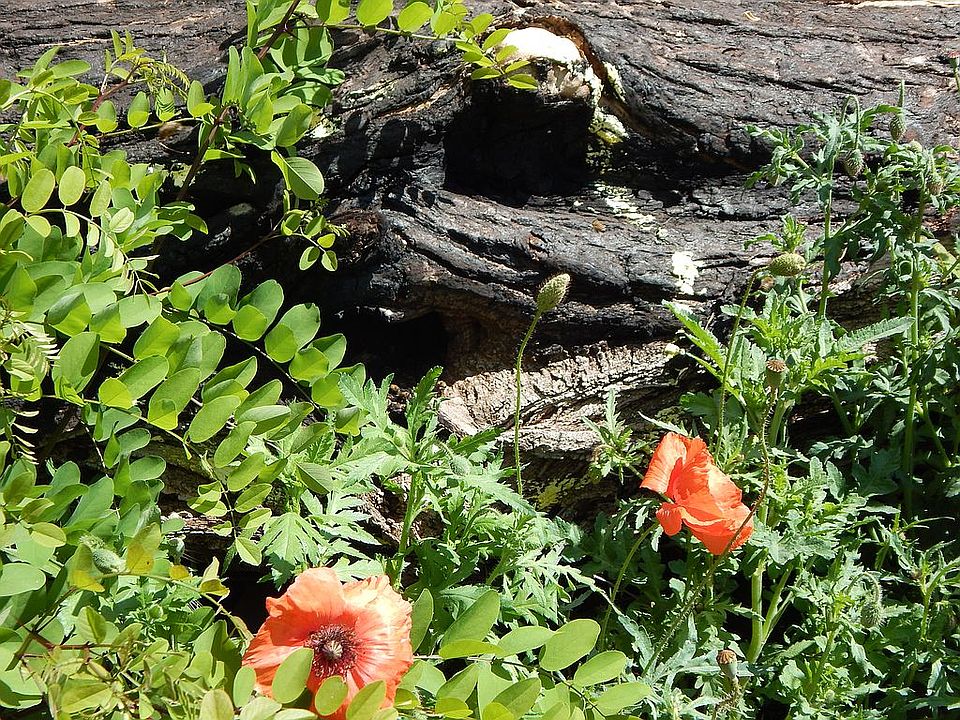 24522 Lowe St, Foresthill, CA 95631 | Zillow