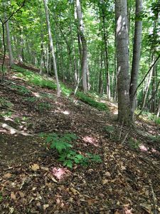 Tbd Walker Hills Trl, Glasgow, VA, 24555