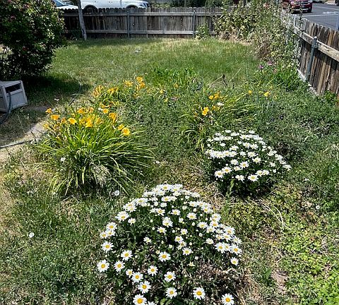 Front Yard