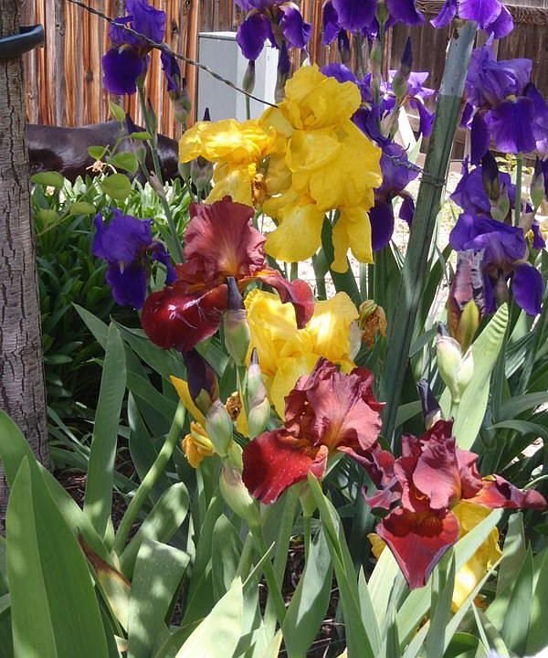 Flowers in Backyard