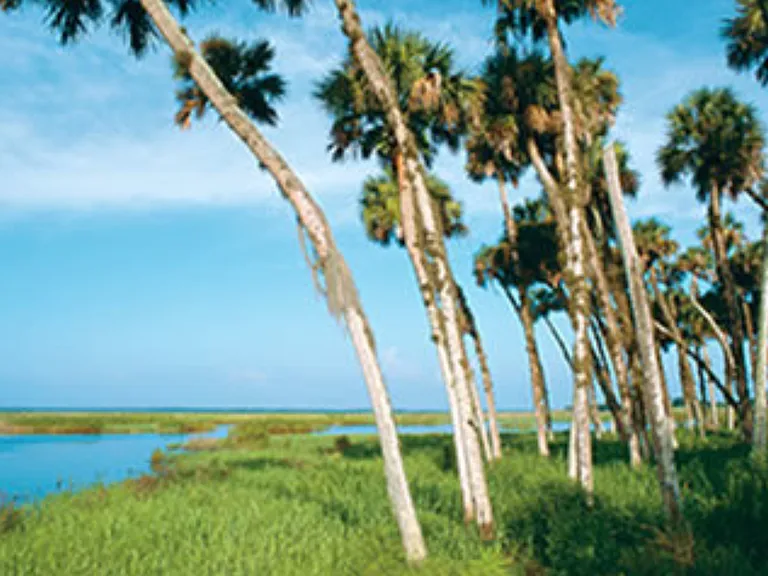 St Johns River Fishing