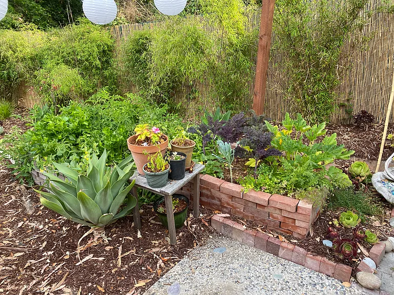 Backyard veggie garden