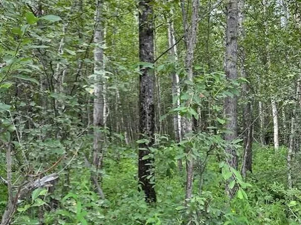 3674 N Grey Wolf Dr, Wasilla, AK 99654