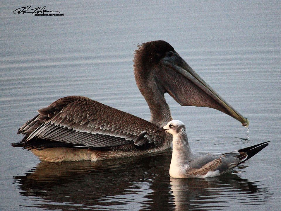 wildlife in Laird Bayou