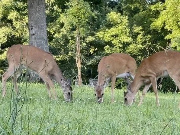 518 Hayes Ridge Rd, Indian Mound, TN 37079