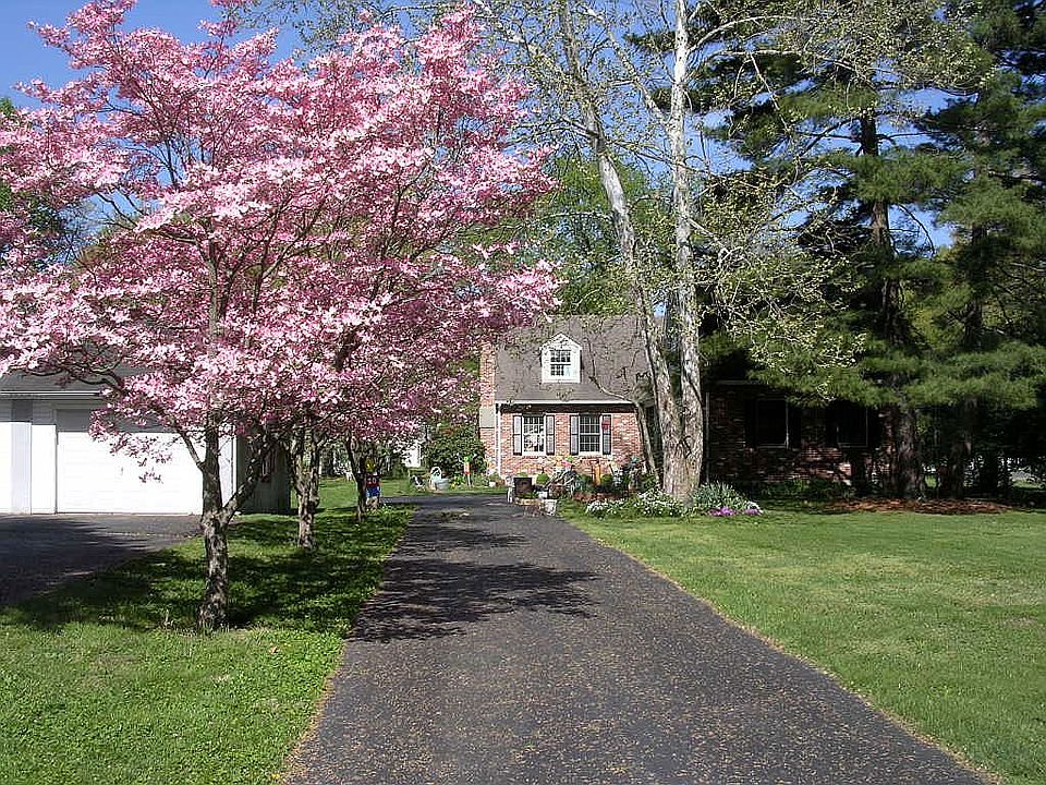 April flowering dogwoods 