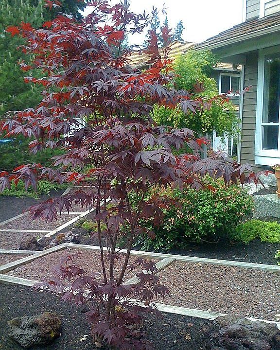 Landscaped Yard