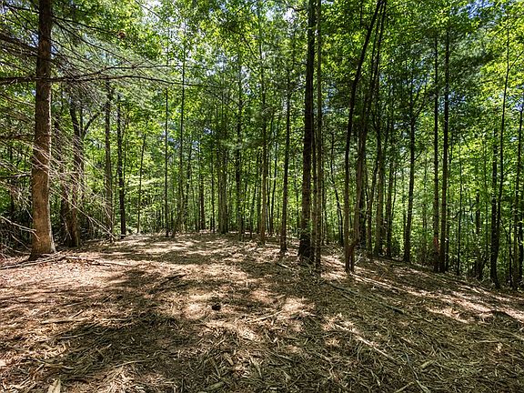 4th image of 4.0 acre Donley Road