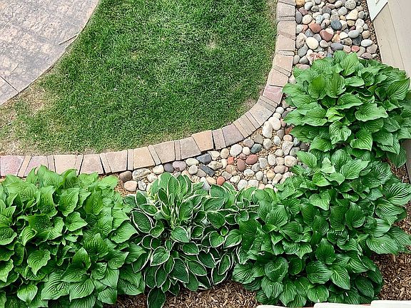 Hostas at back deck 5/12/22